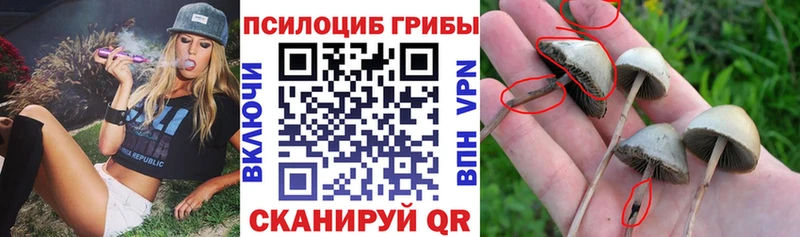 Галлюциногенные грибы мицелий  Купить где  Байкальск 